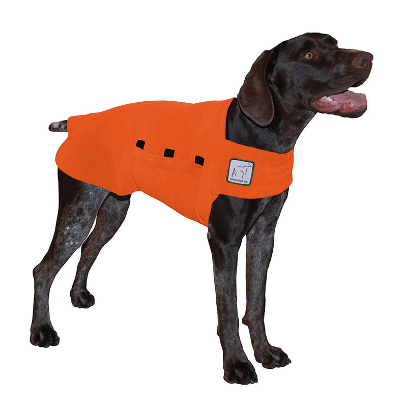 German Shorthaired Pointer Tummy Warmer in Orange