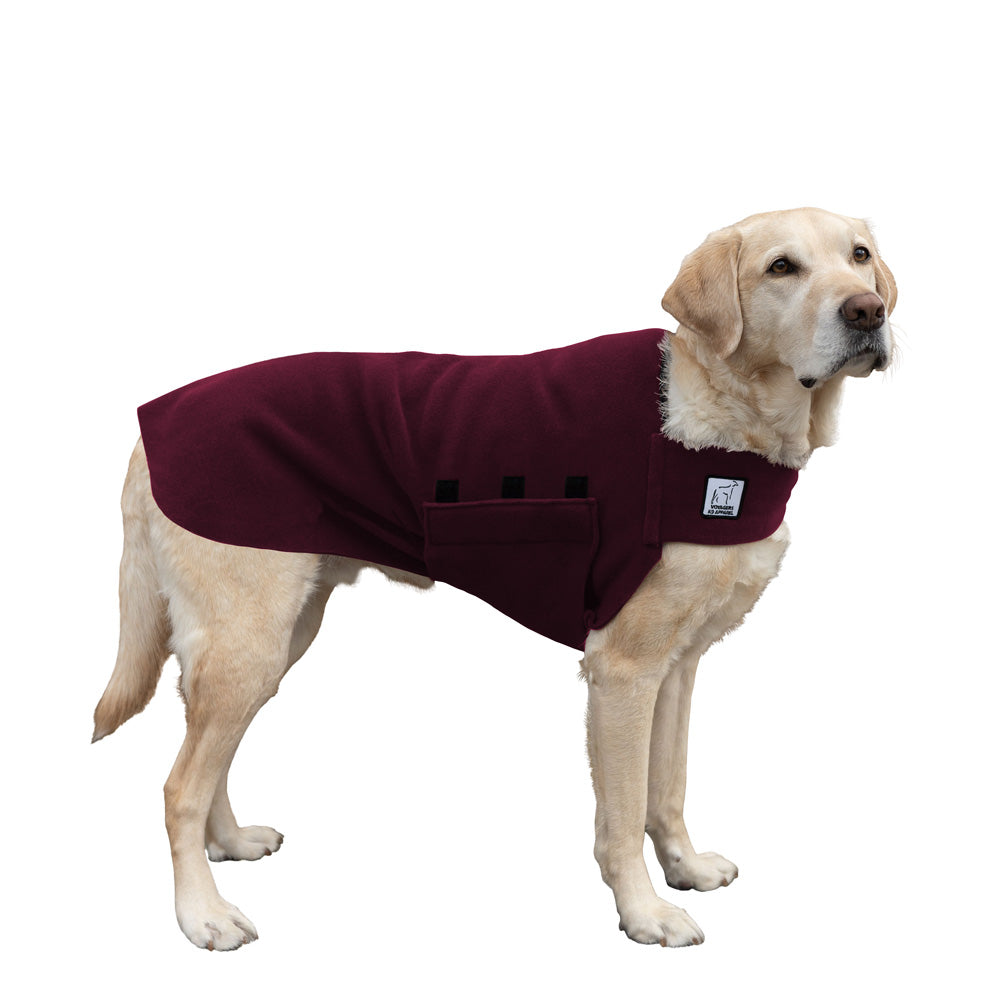 Labrador Retriever Tummy Warmer in Burgundy